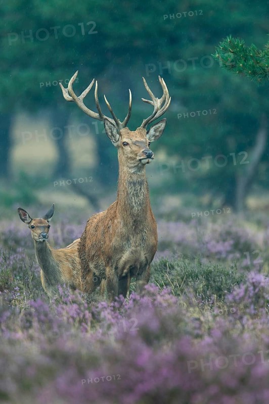 Red deer