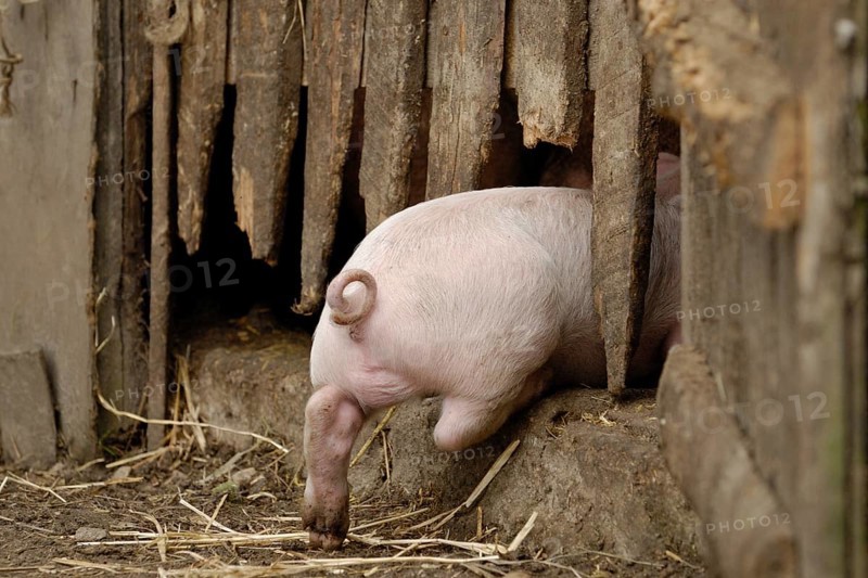 Domestic pig