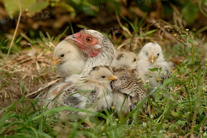 Domestic Chicken