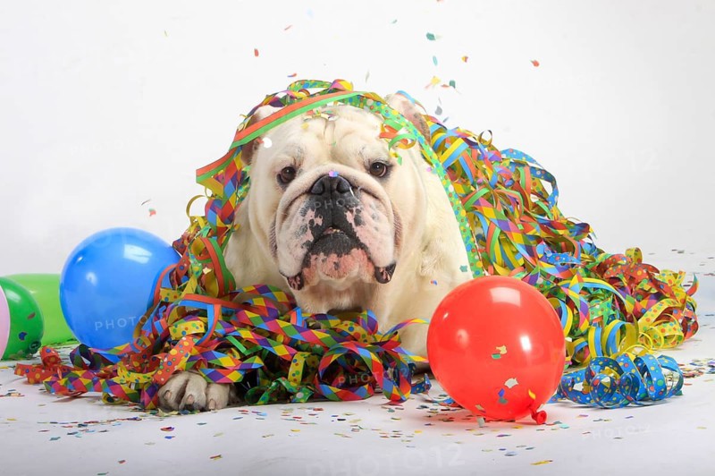 English bulldog