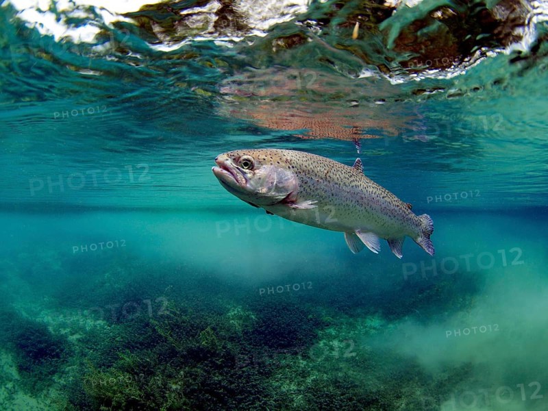 Rainbow Trout