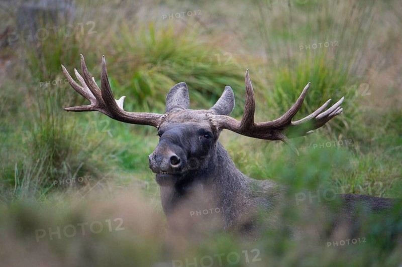 Elk