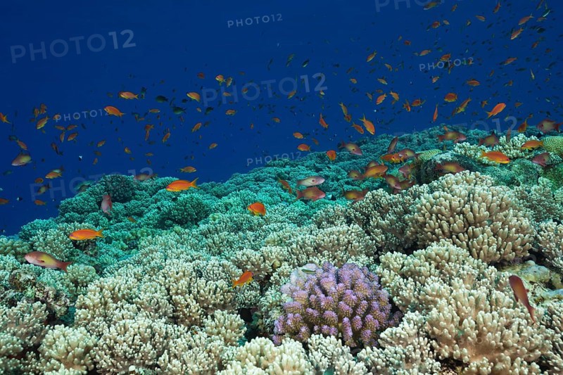 Harem flagfish on the reef top