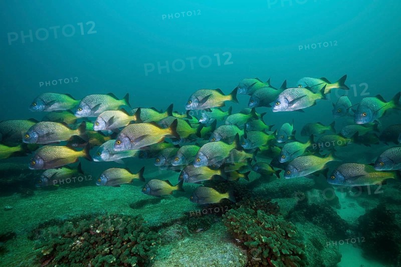Shoal of Burrito Grunt