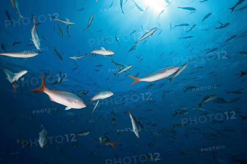 Pacific creolefishes