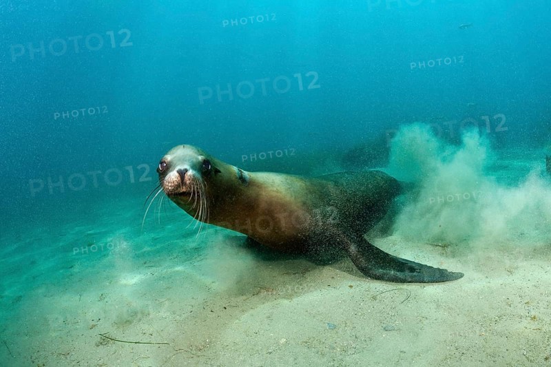 California Sea Lion