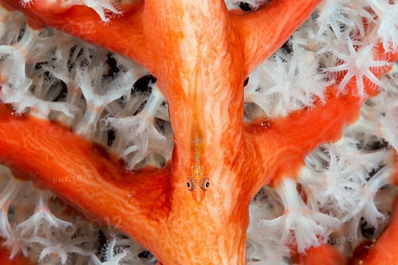 Ghost goby in soft coral