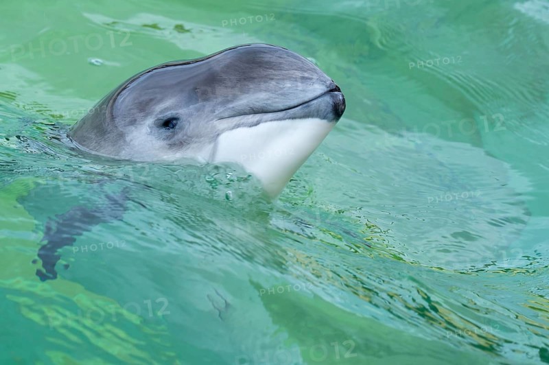 Harbour porpoise