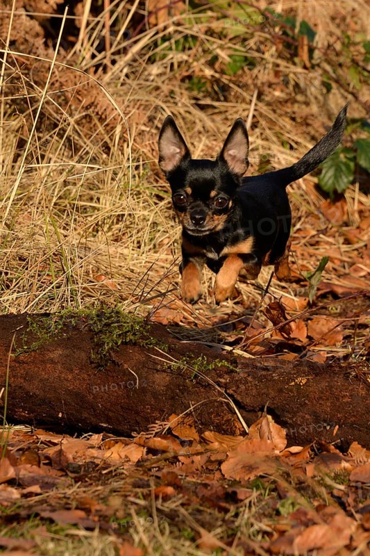 Chihuahua