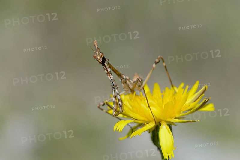 Crested grasshopper