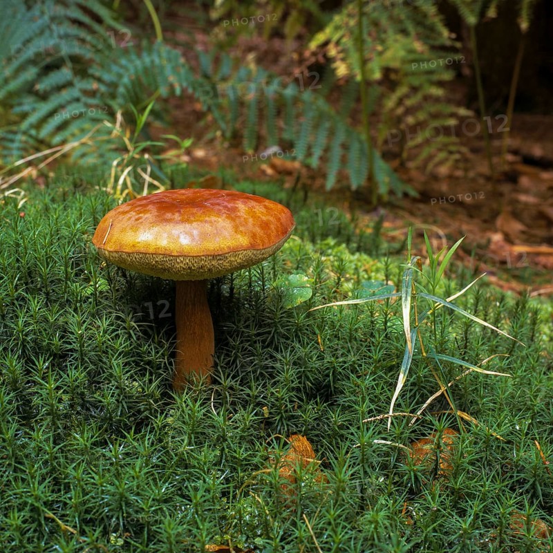 Bay bolete