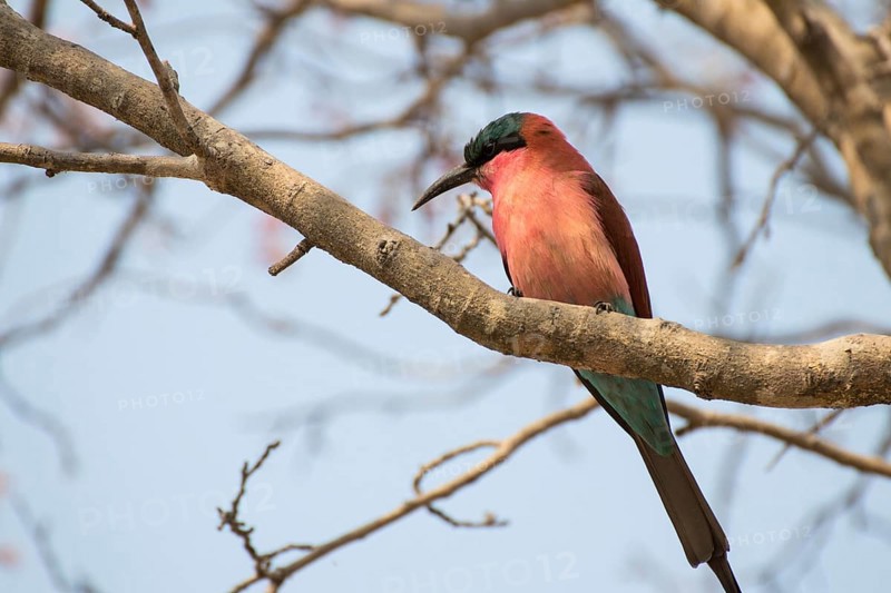 Southern carmine bee-eater