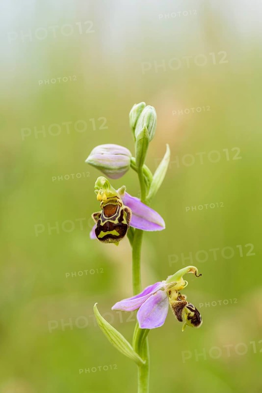 Bee Ragwort