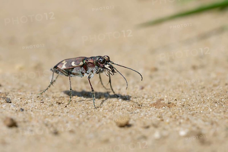 Dune Sand Beetle