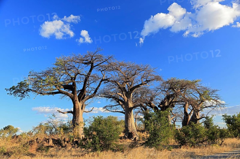 Baobab