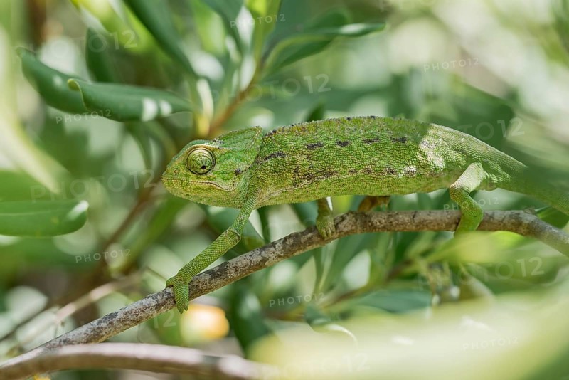 Mediterranean chameleon