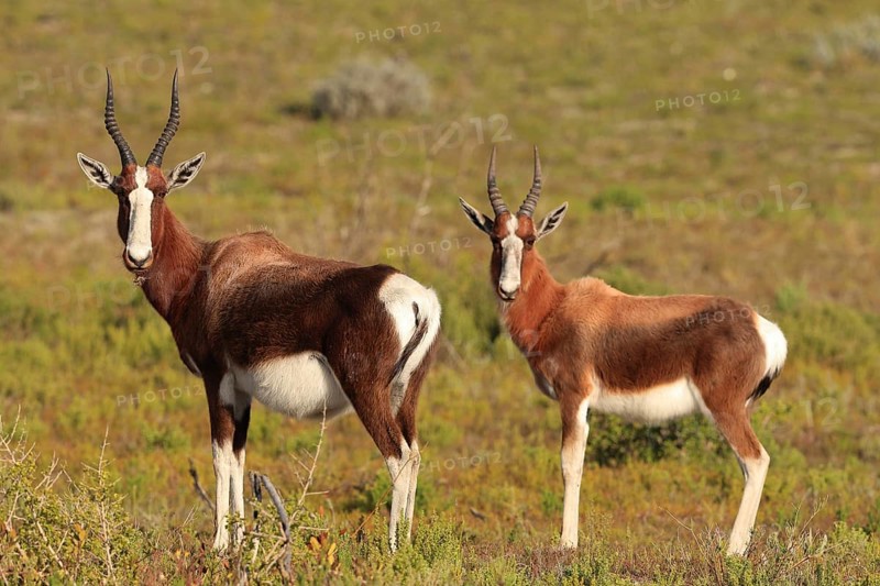 Bontebok