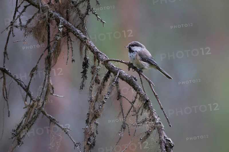 Grey-headed Chickadee