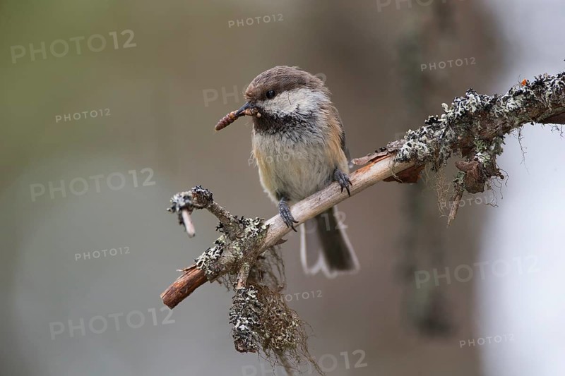 Grey-headed Chickadee