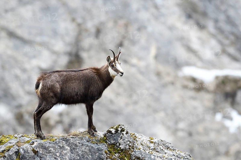 Chamois