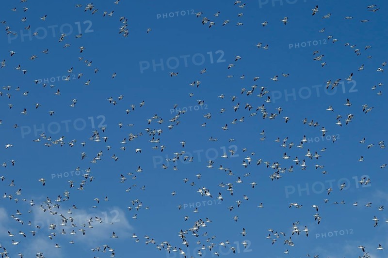Snow geese
