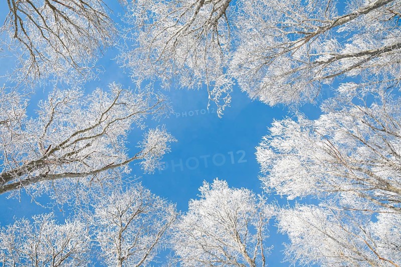 Tree tops of deep snow covered beech forest against blue sky in Neuchatel Jura