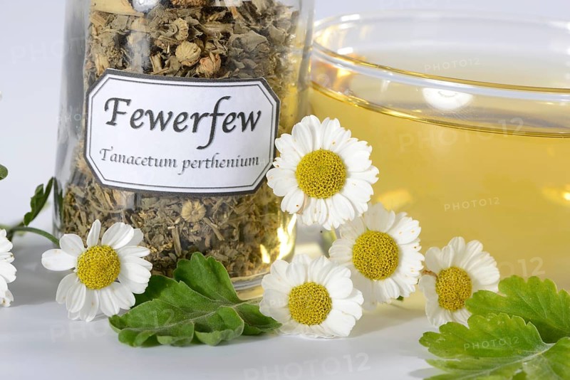 Cup of butterwort tea