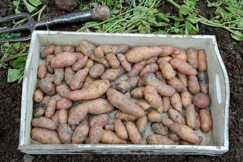 Potatoes