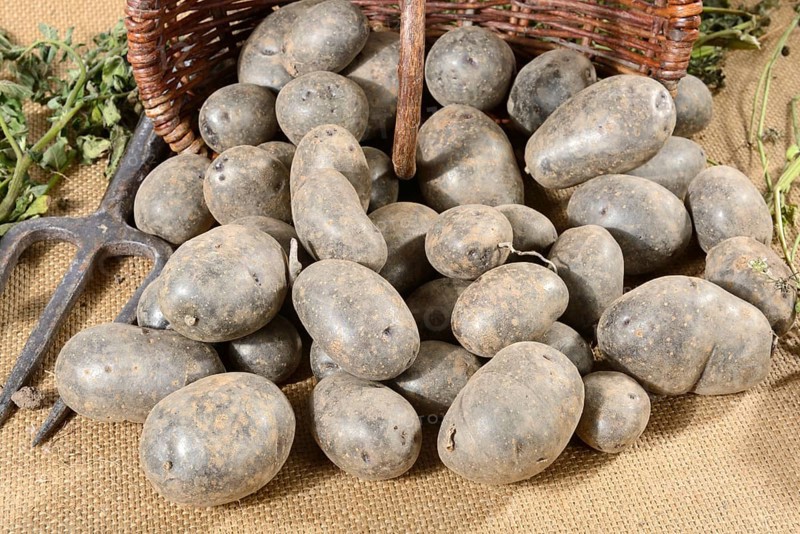Potatoes