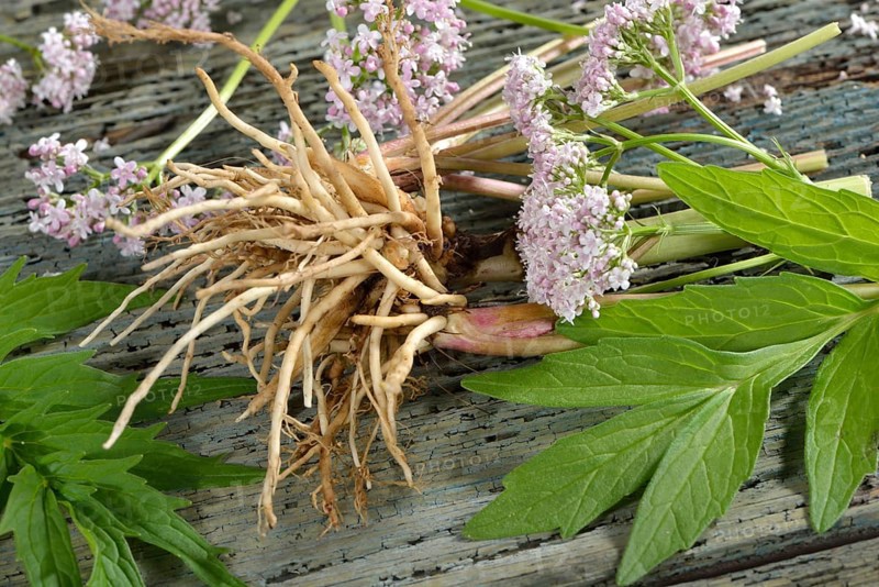 True Valerian
