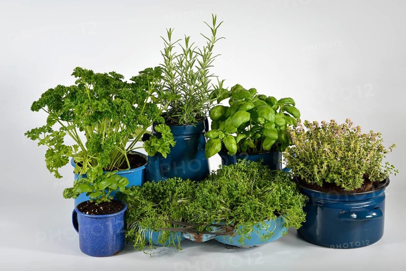 Various herbs in old bowls and cups
