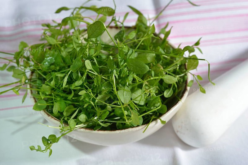 Common chickweed