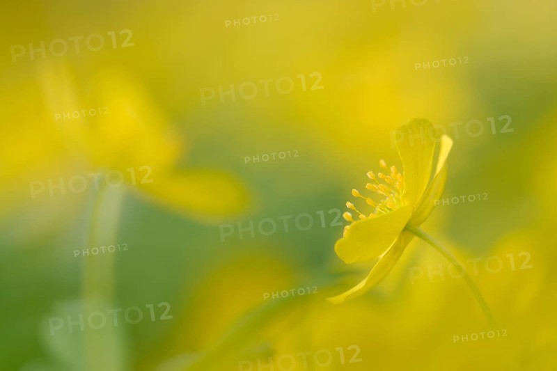 Yellow Anemone
