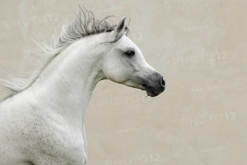 Arabian thoroughbred