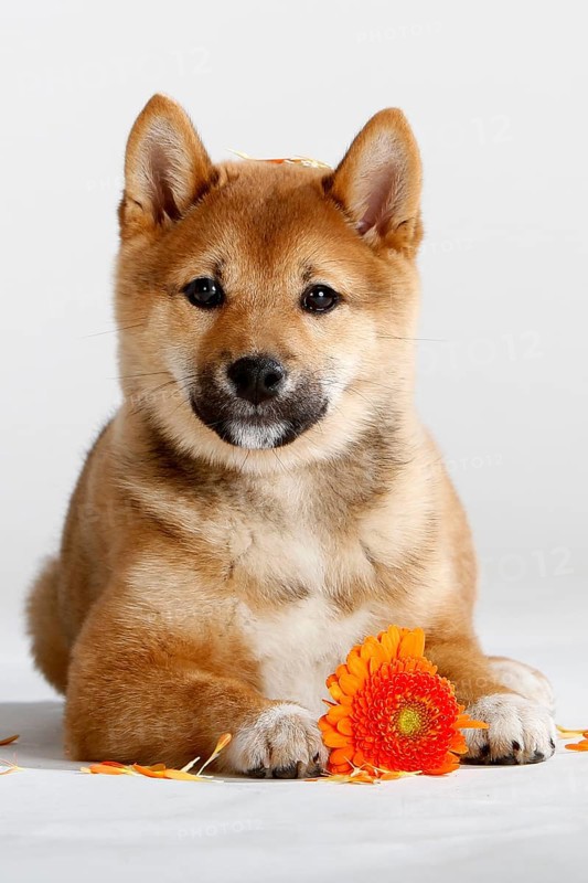 Shiba-Inu