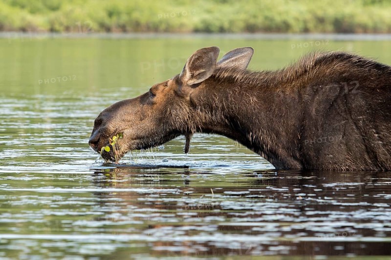 American elk