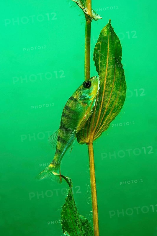 European perch