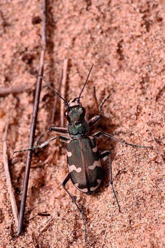 Northern dune tiger beetle