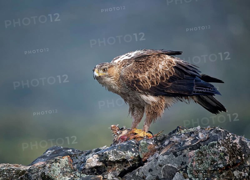 Bonelli's eagle