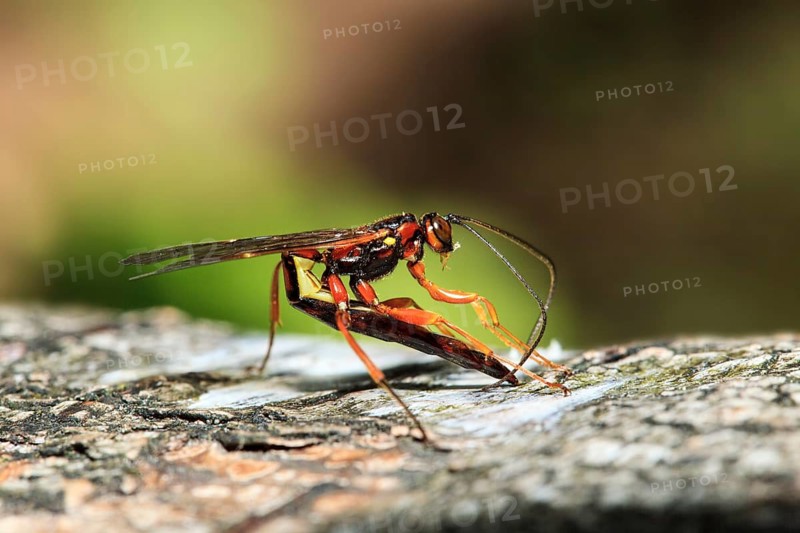 Ichneumon fly lays eggs in tree bark