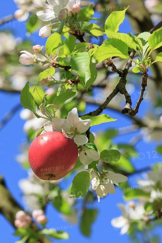 Red apple from the previous year on a flowering apple tree