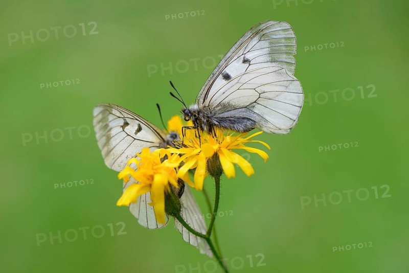 Male Black Apollo