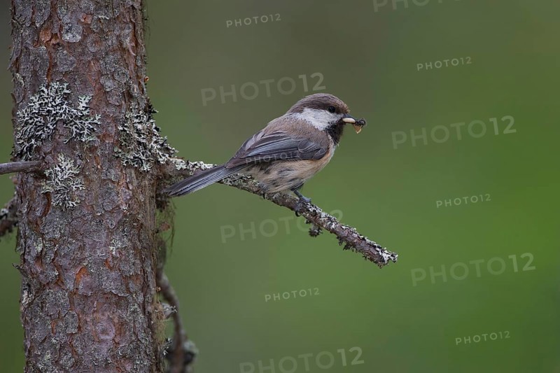Grey-headed Chickadee