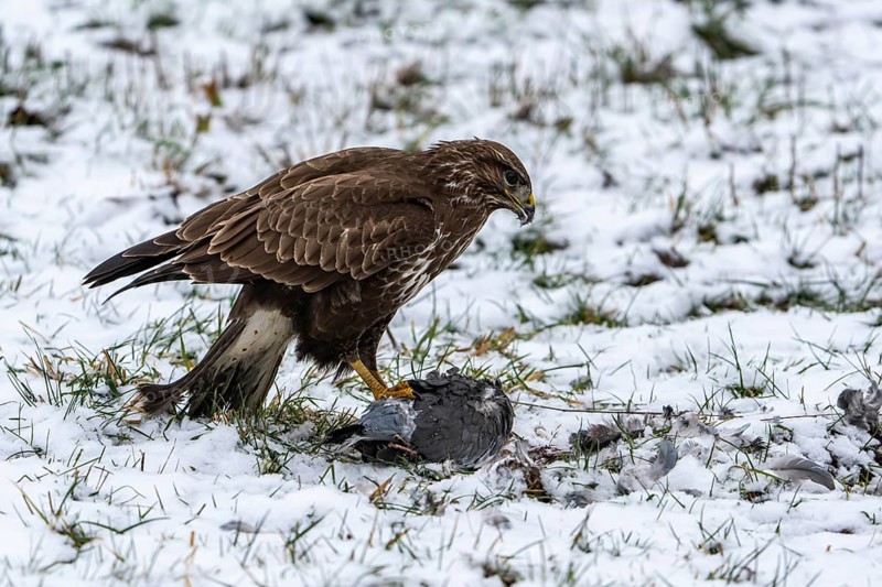 Steppe buzzard