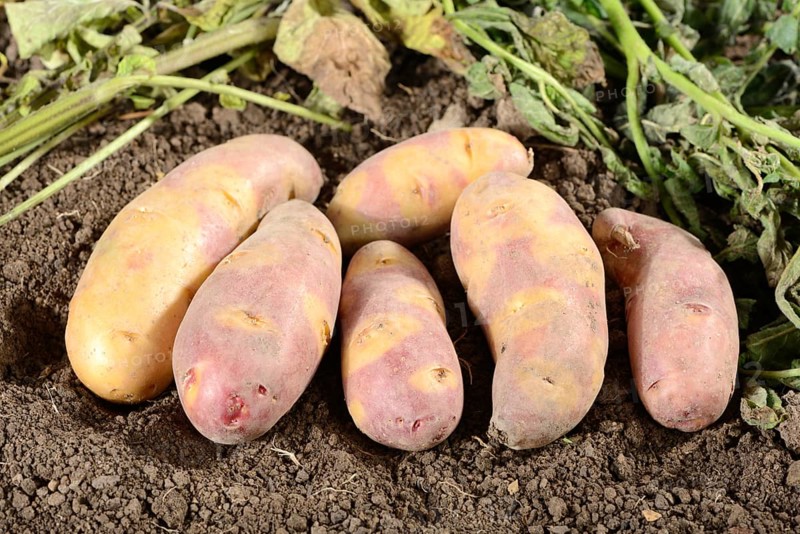 Potatoes