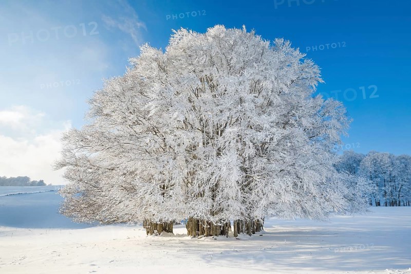 Huge beech tree covered with deep snow under blue sky