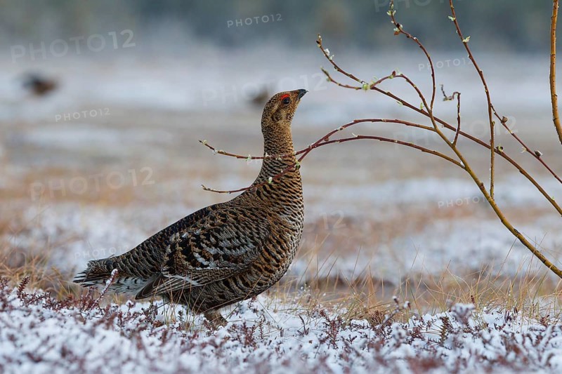Black grouse