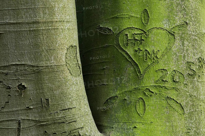 Beechwald