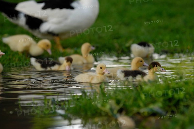 Warty ducks