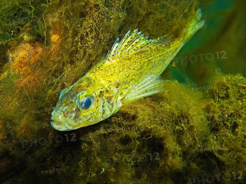 Eurasian Ruffe